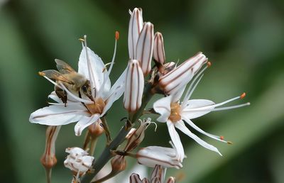 Close-up of flowers