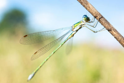 Close-up of dragonfly on plant