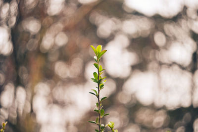 Close-up of plant