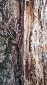 Full frame shot of tree trunk