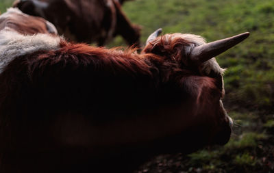 Cow in a field