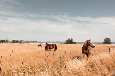 Horses in a field