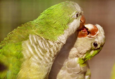 Close-up of parrot eating