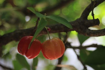 Close-up of strawberry growing on tree