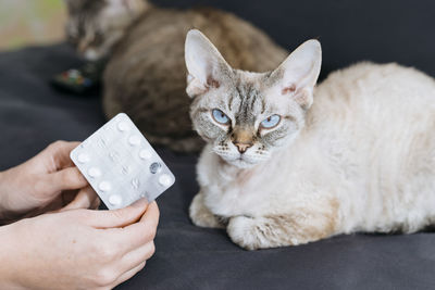 Close-up of hand holding cat