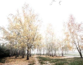 Trees on landscape against clear sky