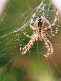 Close-up of spider on web