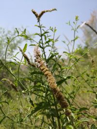 Close-up of plant against blurred background