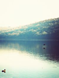 Swan in lake against sky