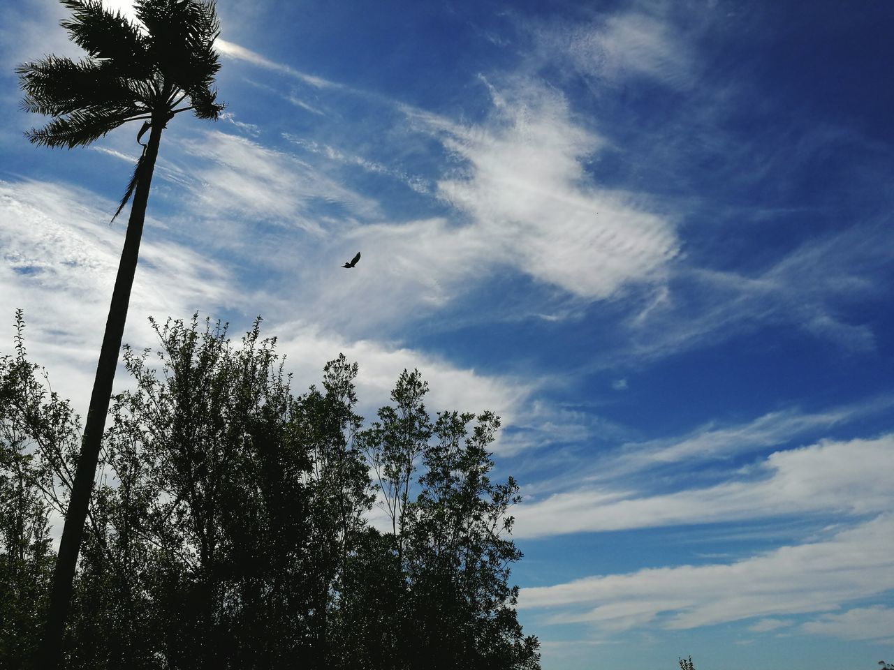 tree, sky, low angle view, flying, day, nature, mid-air, outdoors, no people, bird, beauty in nature, paragliding