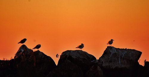 Bird perching on rock