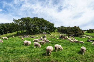 Sheep grazing in a field