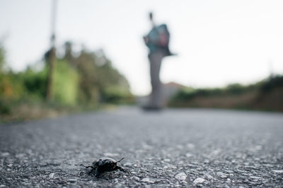 Bug on street with man standing in background