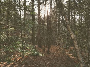 Trees in forest