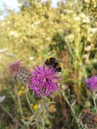 Close-up of bee on thistle flower