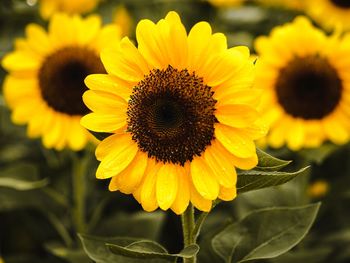 Close-up of sunflower