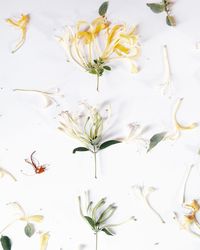 Close-up of white flowers