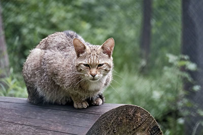 Cat sitting on wood