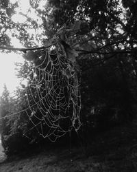 Close-up of spider web on plant