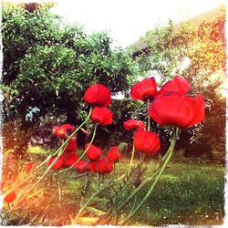 Close-up of red flowers