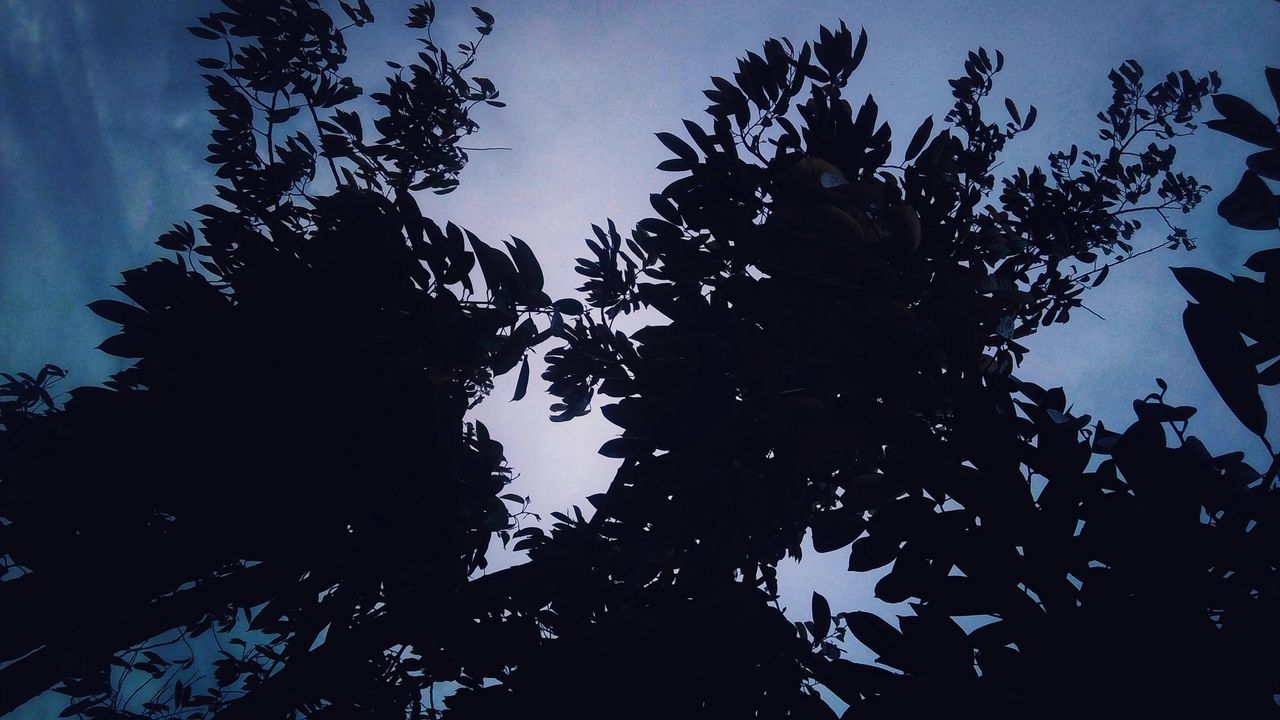 LOW ANGLE VIEW OF SILHOUETTE TREE AGAINST SKY AT DUSK
