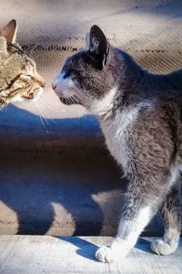 Close-up of a cat looking away