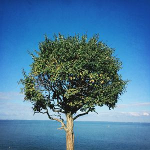 Scenic view of sea against blue sky