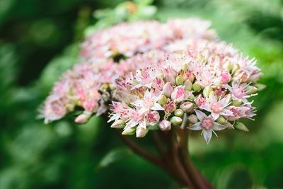 Close-up of pink flowers