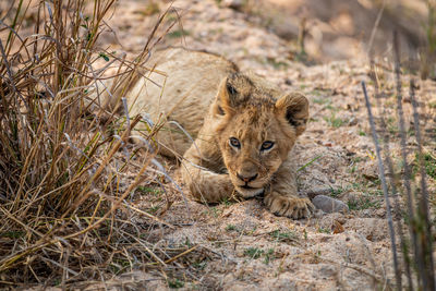 Laying cub