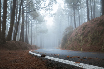 Road amidst trees in forest during winter