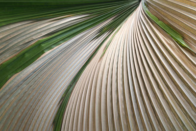 Full frame shot of palm leaf