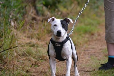 Dog standing on field