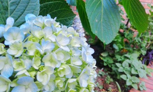 Close-up of flowers blooming outdoors