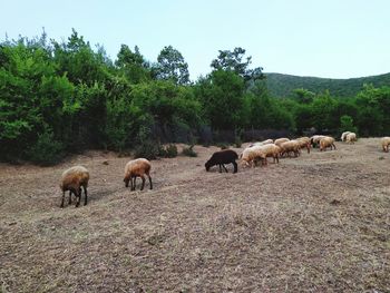 Sheep grazing in a field