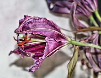 Close-up of pink flower