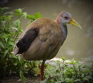 Giant wood-rail portrait