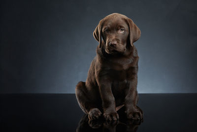 Portrait of dog sitting against gray background