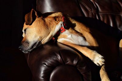 Close-up of dog lying on sofa