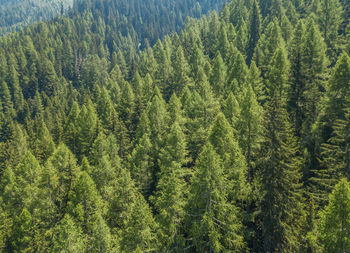 High angle view of pine trees in forest