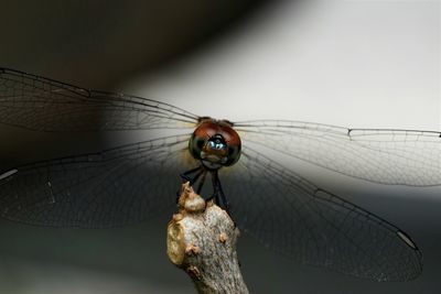 Close-up of dragonfly