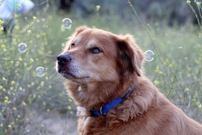 Close-up of dog looking up on field