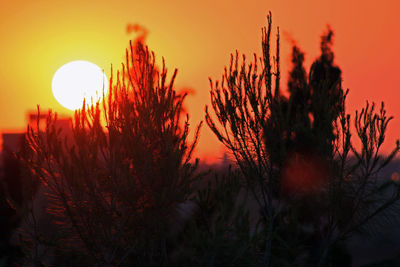 Close-up of silhouette plants against sunset sky