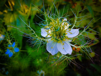 Close-up of white flowering plant