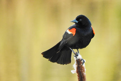 Close-up of bird perching on a branch