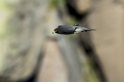 Close-up of bird flying