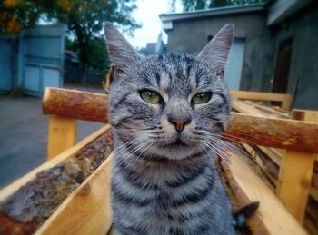 Close-up portrait of cat sitting on wooden structure