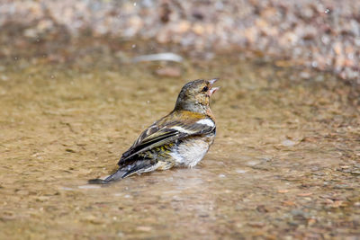 Chaffinch at the bath