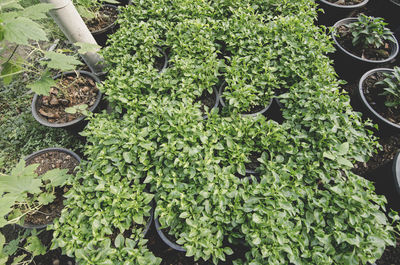 High angle view of potted plants