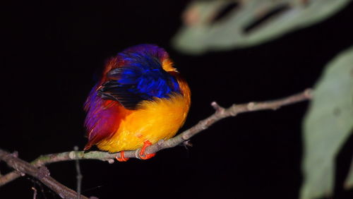 Close-up of bird perching on black background