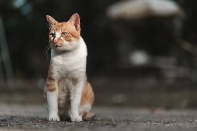 Cat looking away while sitting on footpath